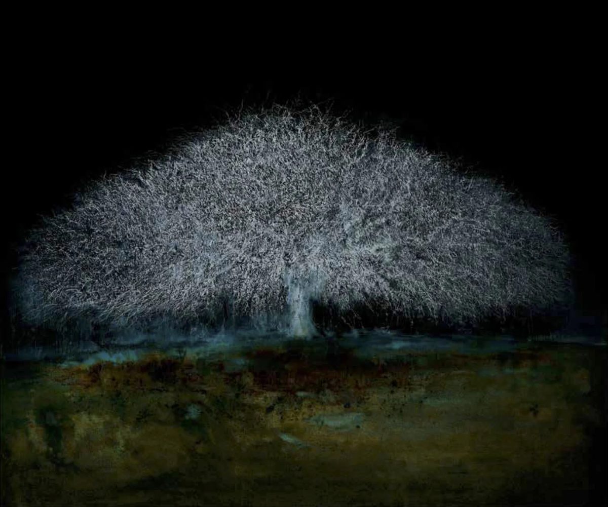 Night Tree (A37)