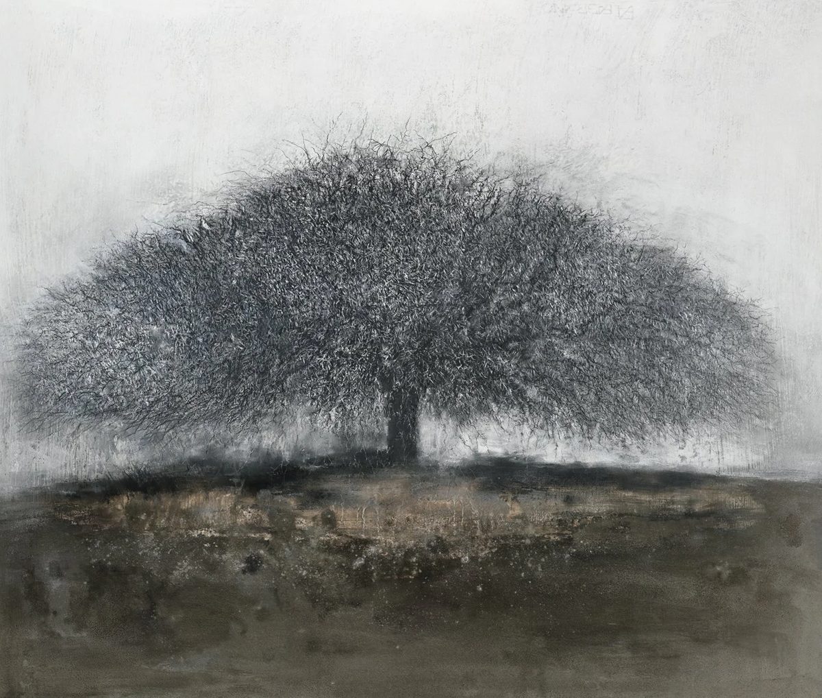 African Thorn Tree (C3)