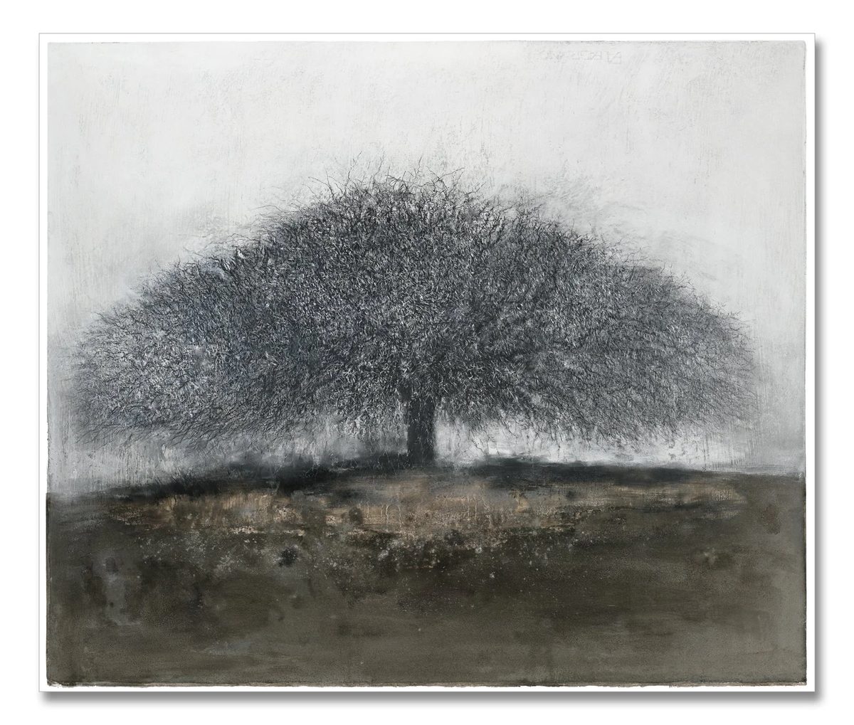 African Thorn Tree (C3)