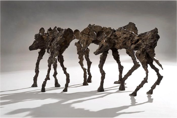 Wild Dog Bronze II