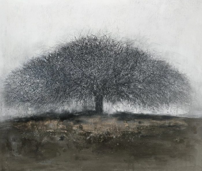 African Thorn Tree (C3)